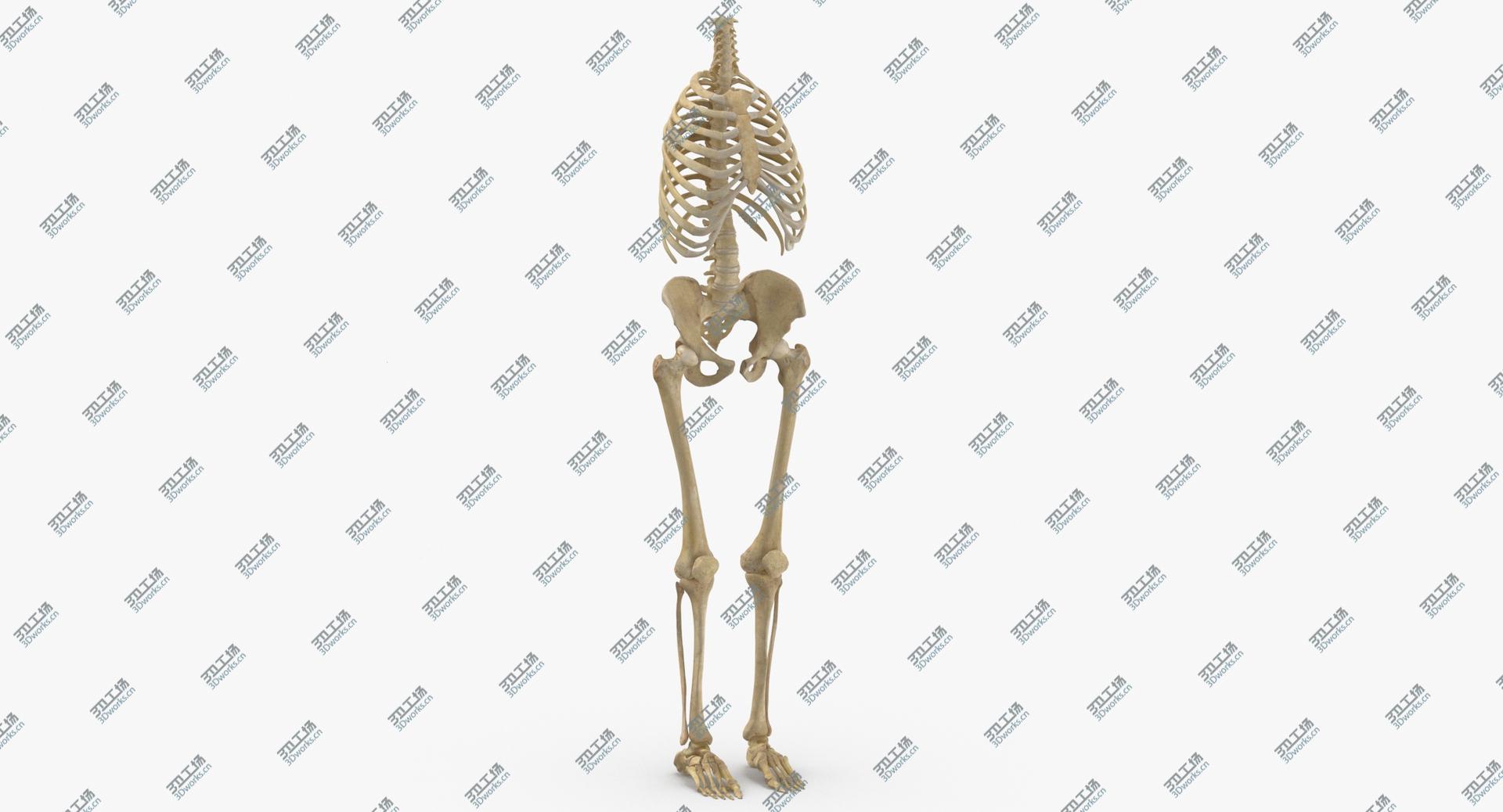 images/goods_img/202104021/3D Real Human Rib Cage Spine Female Pelvis and Leg Bones Anatomy With Intervertibral Disks model/3.jpg
